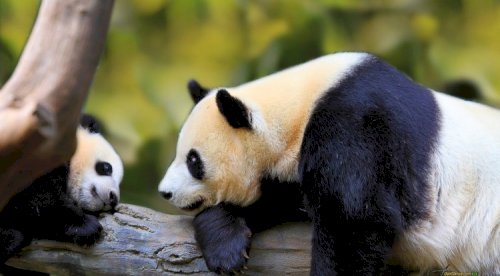 MEET THE PANDA
