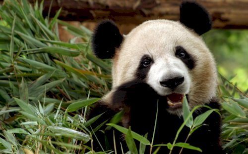 MEET THE PANDA