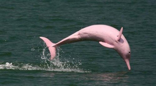 Pink River Dolphin