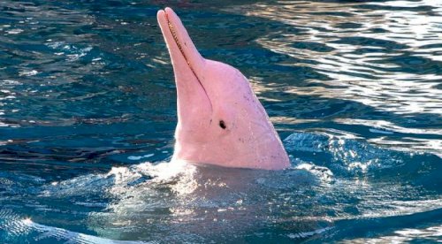 Pink River Dolphin