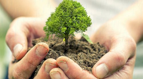 Why We Plant Trees