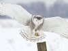 Why frigid owls are spending the winter in Detroit