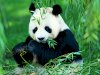 MEET THE PANDA