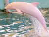 Pink River Dolphin