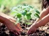  Why We Plant Trees