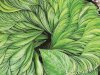 Amazing health Benefits of Betel Leaves You Never Knew