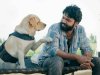 Rakshit shetty ‘777 Charlie’: here is total box office collection