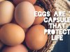 Did you know that eggs are capsules that protect life?