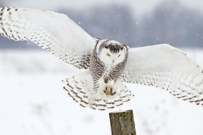 Why frigid owls are spending the winter in Detroit