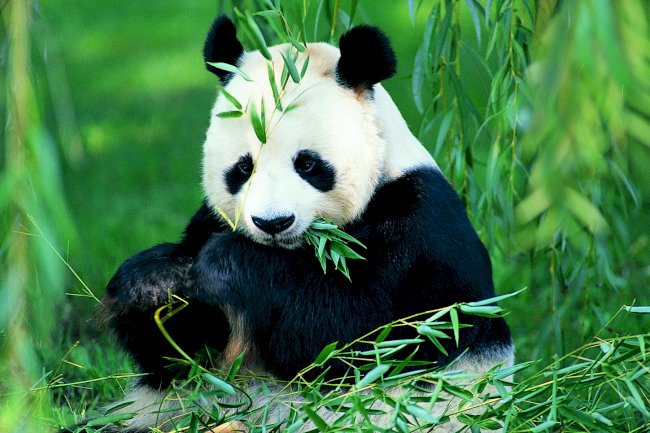 MEET THE PANDA