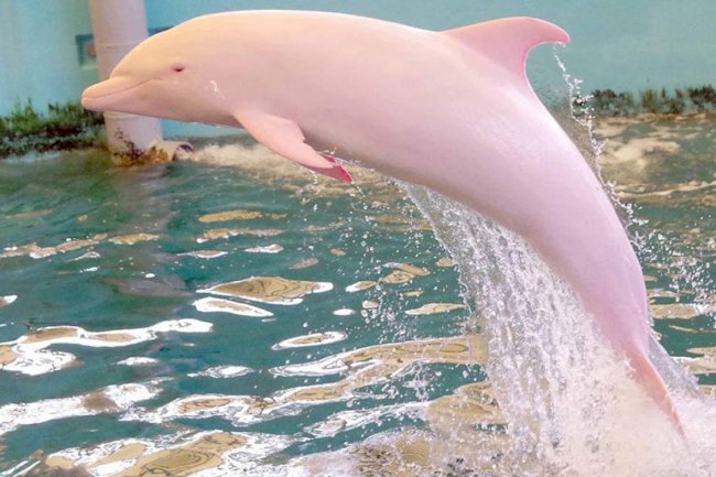 Pink River Dolphin