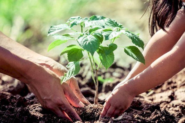  Why We Plant Trees