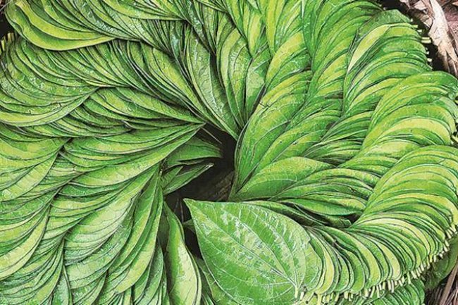 Amazing health Benefits of Betel Leaves You Never Knew