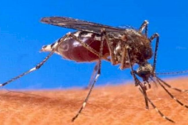 West Nile fever in Kerala; 1 dead, health officials put alert