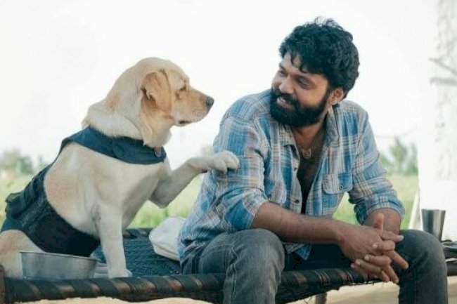Rakshit shetty ‘777 Charlie’: here is total box office collection