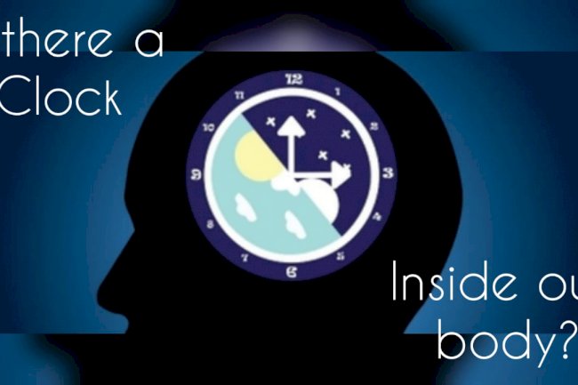 Is there a clock inside our body?
