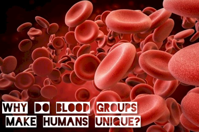 Why Do Blood Groups Make Humans Unique?