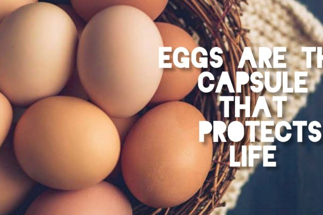 Did you know that eggs are capsules that protect life?