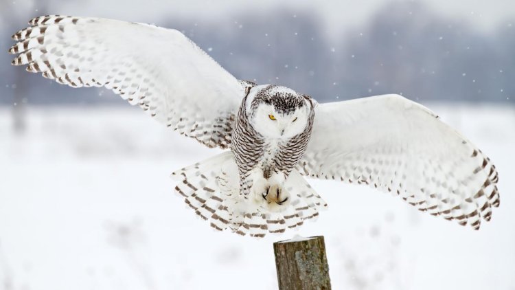 Why frigid owls are spending the winter in Detroit