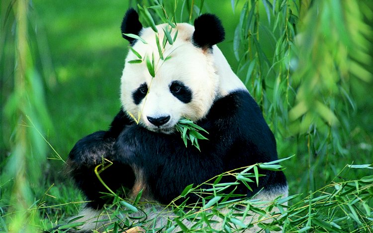 MEET THE PANDA