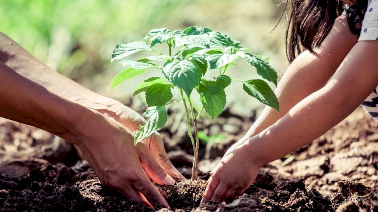  Why We Plant Trees