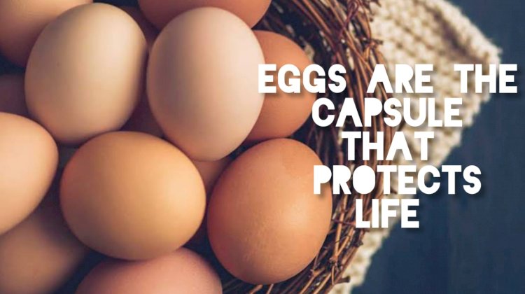 Did you know that eggs are capsules that protect life?